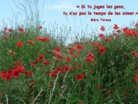 1 - Carte AdE Coqueilicots