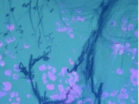 34 - Carte abstrait - Jasna Jeremic