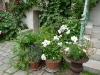 partout des fleurs